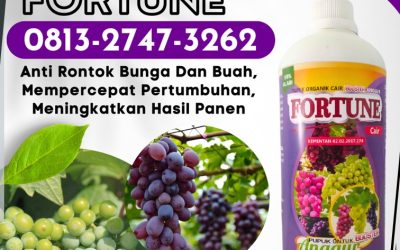 CUMA BULAN INI CALL 0813-2747-3262, GROSIR Pupuk Anggur Dumoga Tengah, Pupuk Buah Anggur Dumoga Tenggara, Pupuk Untuk Anggur Dumoga Timur