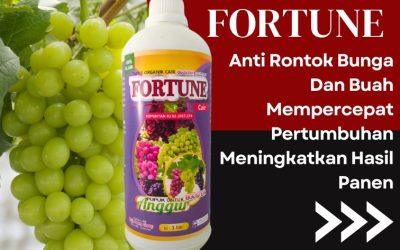 GA MAIN MAIN CALL 0813-2747-3262, GROSIR Pupuk Buah Anggur Sangtombolang, Pupuk Untuk Anggur Bolang Uki, Pupuk Organik Anggur Helumo