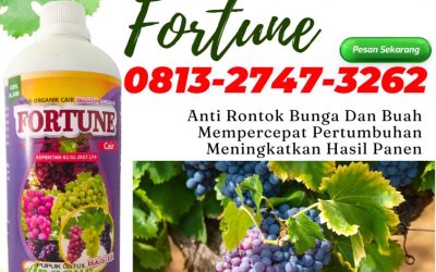 ORGANIK CALL 0813-2747-3262, AGEN Pupuk Untuk Anggur Dumoga Timur, Pupuk Organik Anggur Dumoga Utara, Pupuk Anggur Lolak