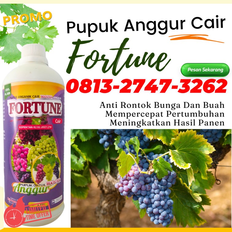 AGEN Pupuk Supaya Anggur Cepat Berbuah Dumoga Timur, DISTRIBUTOR Pupuk Organik Cair Untuk Anggur Dumoga Utara, Pupuk Anggur Di Musim Hujan Lolak, Pupuk Daun Anggur Lolayan