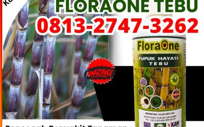 ORGANIK CALL 0813-2747-3262, AGEN Pupuk Cair Tebu Kabupaten Sampang, Pupuk Tanaman Tebu Kabupaten Sidoarjo, Pupuk Untuk Tebu Kabupaten Situbondo