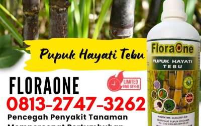 GA MAIN MAIN CALL 0813-2747-3262, DISTRIBUTOR Pupuk Tanaman Tebu Kabupaten Sidoarjo, Pupuk Untuk Tebu Kabupaten Situbondo, Pupuk Tebu Kabupaten Sumenep