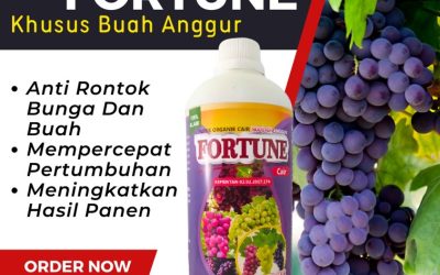 GARA GARA INI CALL 0813-2747-3262, AGEN Pupuk Anggur Lolak, Pupuk Buah Anggur Lolayan, Pupuk Untuk Anggur Passi Barat