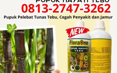 OH JADI INI CALL 0813-2747-3262, TOKO Pupuk Tebu Kabupaten Sumenep, Pupuk Tebu Terbaik Kabupaten Trenggalek, Pupuk Cair Tebu Kabupaten Tuban