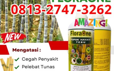 CUMA BULAN INI CALL 0813-2747-3262, SUPPLIER Pupuk Tebu Terbaik Kabupaten Trenggalek, Pupuk Cair Tebu Kabupaten Tuban, Pupuk Tanaman Tebu Kabupaten Tulungagung