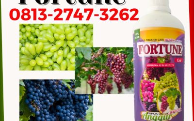 ALAMI CALL 0813-2747-3262, PUSAT Pupuk Organik Anggur Passi Timur, Pupuk Anggur Poigar, Pupuk Buah Anggur Sangtombolang
