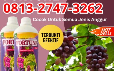 ORGANIK CALL 0813-2747-3262, JUAL Pupuk Anggur Poigar, Pupuk Buah Anggur Sangtombolang, Pupuk Untuk Anggur Bolang Uki