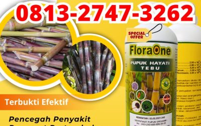 ORGANIK CALL 0813-2747-3262, JUAL Pupuk Tanaman Tebu Kabupaten Tulungagung, Pupuk Untuk Tebu Kota Batu, Pupuk Tebu Kota Blitar