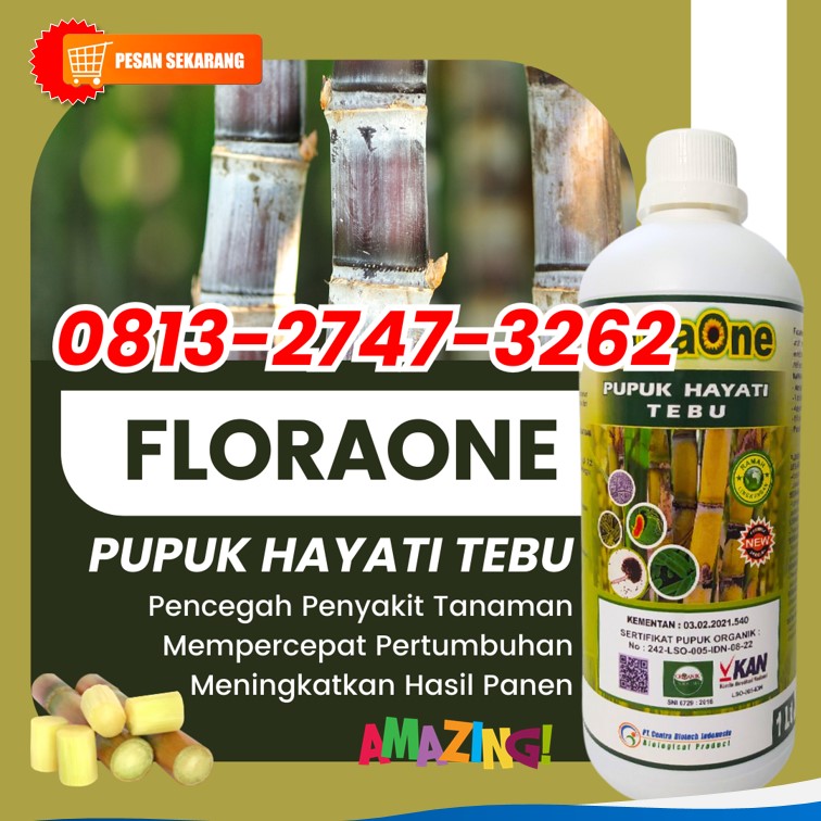 HARGA Pupuk Tebu Ijo Kabupaten Probolinggo, AGEN Pupuk Tebu Terbaik Kabupaten Sampang, Pupuk Tebu Yang Bagus Kabupaten Sidoarjo