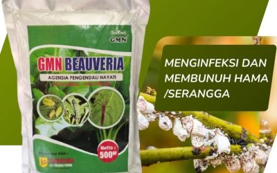 SOLUSI BEBAS HAMA! TELP: 0812-2882-4834, AGEN Beauveria Bassiana Aceh Tamiang