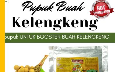 CALL 0812-2882-4834, DISTRIBUTOR Booster Kelengkeng Gresik