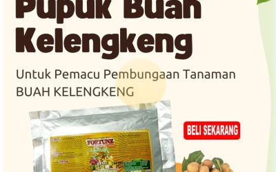 CALL 0812-2882-4834, AGEN Pupuk Kelengkeng Jember