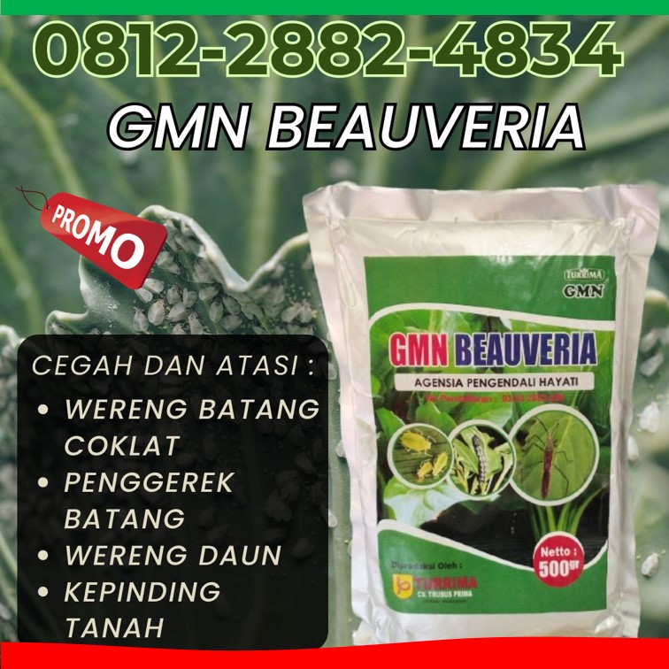 HARGA Obat Hama Aceh Jaya