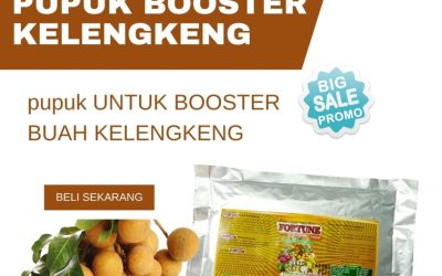 OH JADI INI! CALL 0812-2882-4834, JUAL Pupuk Buah Kelengkeng Banyuwangi