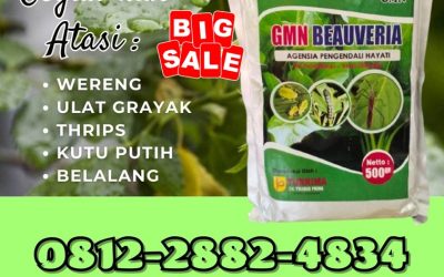 SEDANG PROMO! TELP: 0812-2882-4834, PUSAT GMN Beauveria Bassiana Aceh Barat