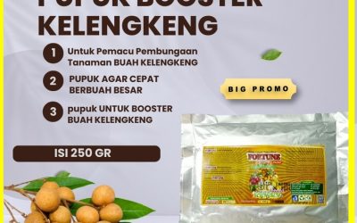 ALAMI! CALL 0812-2882-4834, PUSAT Pupuk Kelengkeng Booster Lamongan