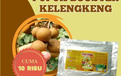 GARA GARA INI CALL 0812-2882-4834, PUSAT Pupuk Kelengkeng Bangkalan