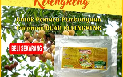 CALL 0812-2882-4834, SUPPLIER Pupuk Untuk Kelengkeng Kediri