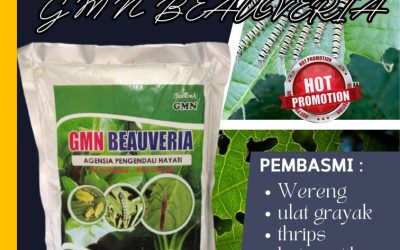 BISA COD! TELP: 0812-2882-4834, TOKO GMN Beauveria Bassiana Aceh Tengah