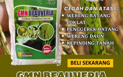 SEDANG PROMO! TELP: 0813-2747-3262, GROSIR Beauveria Bassiana Kota Lhokseumawe, GMN Beauveria Bassiana Kota Sabang, Insektisida Kota Subulussalam