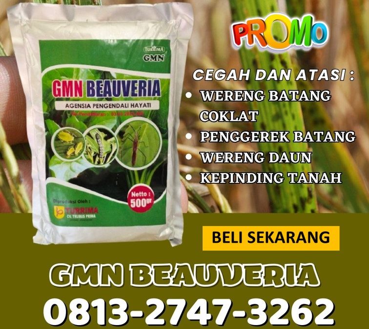 SEDANG PROMO! TELP: 0813-2747-3262, GROSIR Beauveria Bassiana Kota Lhokseumawe, GMN Beauveria Bassiana Kota Sabang, Insektisida Kota Subulussalam