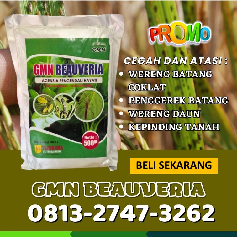 GROSIR Insektisida Organik Terbaik Kota Lhokseumawe, HARGA Obat Insektisida Regent Kota Sabang, Obat Insektisida Padi Kota Subulussalam