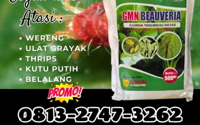 SEDANG DISKON! TELP: 0813-2747-3262, HARGA GMN Beauveria Bassiana Kota Sabang, Insektisida Kota Subulussalam, Pestisida Arongan Lambalek