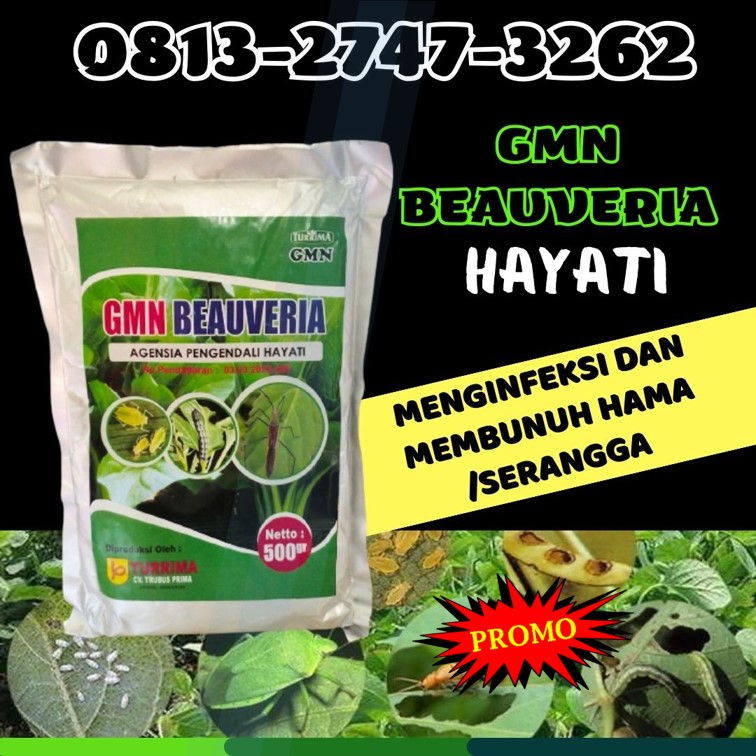 AGEN Obat Insektisida Padi Kota Subulussalam, DISTRIBUTOR Obat Insektisida Paling Ampuh Arongan Lambalek, Obat Insektisida Untuk Semut Bubon