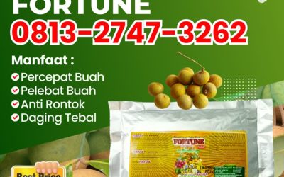 ORGANIK CALL 0813-2747-3262, AGEN Pupuk Booster Lengkeng Sampang, Booster Kelengkeng Sidoarjo, Pupuk Kelengkeng Situbondo