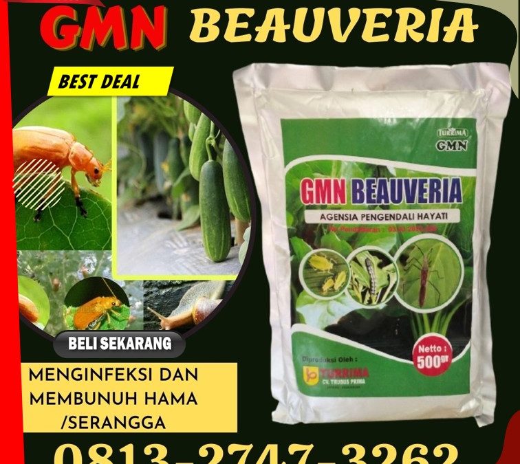 RAMAH LINGKUNGAN! TELP: 0813-2747-3262, DISTRIBUTOR Pestisida Arongan Lambalek, Obat Hama Bubon, Pembasmi Hama Johan Pahlawan