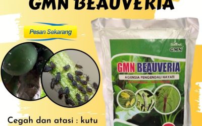 ORGANIK! TELP: 0813-2747-3262, AGEN Obat Hama Bubon, Pembasmi Hama Johan Pahlawan, Obat Pembasmi Hama Kaway Xvi