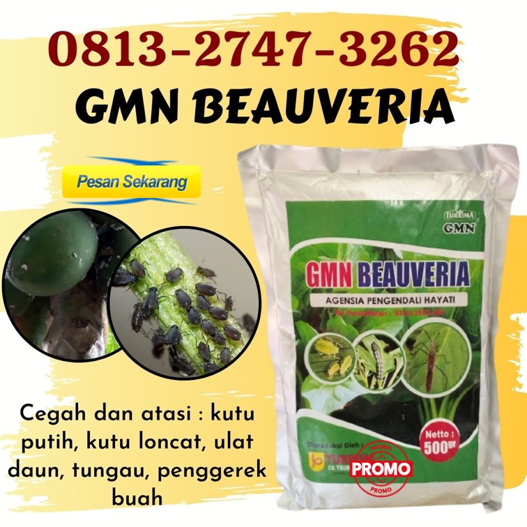AGEN Obat Insektisida Untuk Semut Bubon, TOKO Insektisida Penggerek Batang Padi Johan Pahlawan, Insektisida Terbaik Kaway Xvi