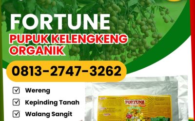 GARA GARA INI CALL 0813-2747-3262, AGEN Pupuk Kelengkeng Situbondo, Pupuk Buah Kelengkeng Sumenep, Pupuk Untuk Kelengkeng Trenggalek
