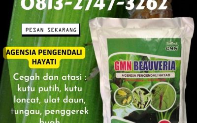 TERBAIK! TELP: 0813-2747-3262, TOKO Pembasmi Hama Johan Pahlawan, Obat Pembasmi Hama Kaway Xvi, Beauveria Bassiana Meureubo