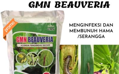 SOLUSI BEBAS HAMA! TELP: 0813-2747-3262, SUPPLIER Obat Pembasmi Hama Kaway Xvi, Beauveria Bassiana Meureubo, GMN Beauveria Bassiana Pantai Ceuremen