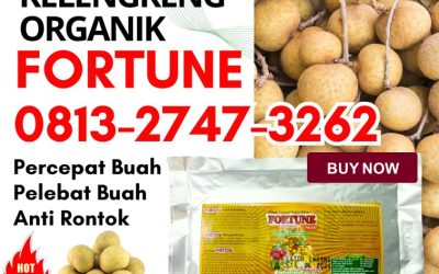 CUMA BULAN INI CALL 0813-2747-3262, SUPPLIER Pupuk Untuk Kelengkeng Trenggalek, Pupuk Kelengkeng Booster Tuban, Pupuk Booster Lengkeng Tulungagung