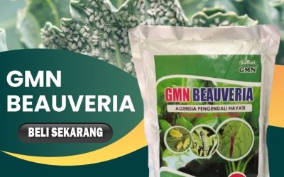 BISA COD! TELP: 0813-2747-3262, PUSAT Beauveria Bassiana Meureubo, GMN Beauveria Bassiana Pantai Ceuremen, Insektisida Panton Reu