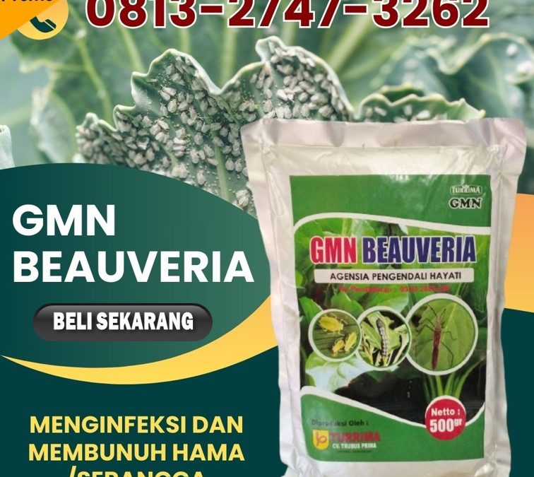 BISA COD! TELP: 0813-2747-3262, PUSAT Beauveria Bassiana Meureubo, GMN Beauveria Bassiana Pantai Ceuremen, Insektisida Panton Reu
