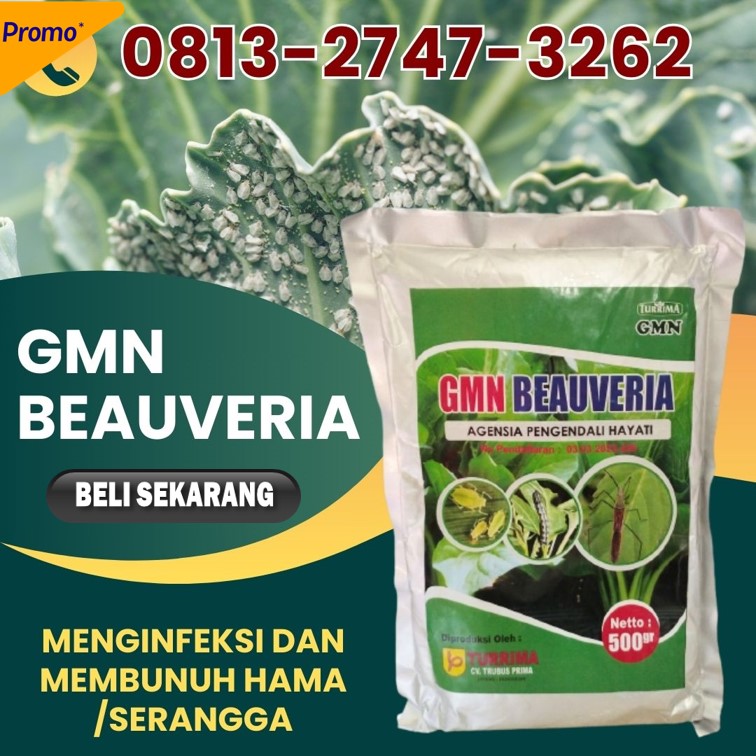 PUSAT Insektisida Tanaman Meureubo, JUAL Insektisida Untuk Belalang Pantai Ceuremen, Insektisida Untuk Kutu Putih Panton Reu