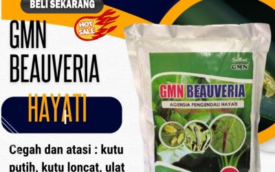 BISA PARTAI! TELP: 0813-2747-3262, JUAL GMN Beauveria Bassiana Pantai Ceuremen, Insektisida Panton Reu, Pestisida Samatiga