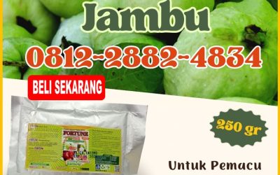 GARA GARA INI CALL 0812-2882-4834, AGEN Pupuk Buah Jambu Pelalawan