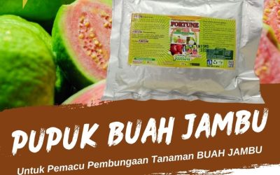 GA MAIN MAIN CALL 0812-2882-4834, DISTRIBUTOR Pupuk Jambu Kuantan Singingi