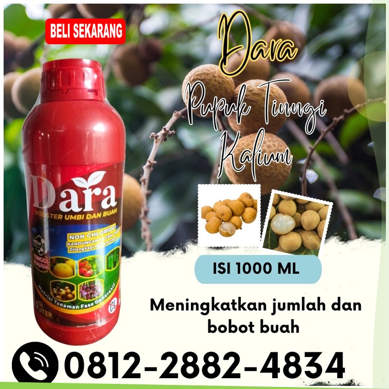 DISTRIBUTOR Pupuk Untuk Kelengkeng Gresik