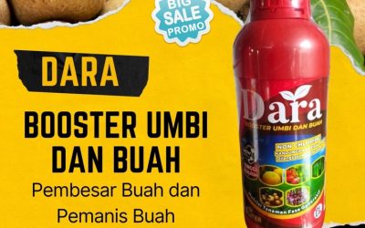 CALL 0812-2882-4834, GROSIR Pupuk Booster Kelengkeng Blitar