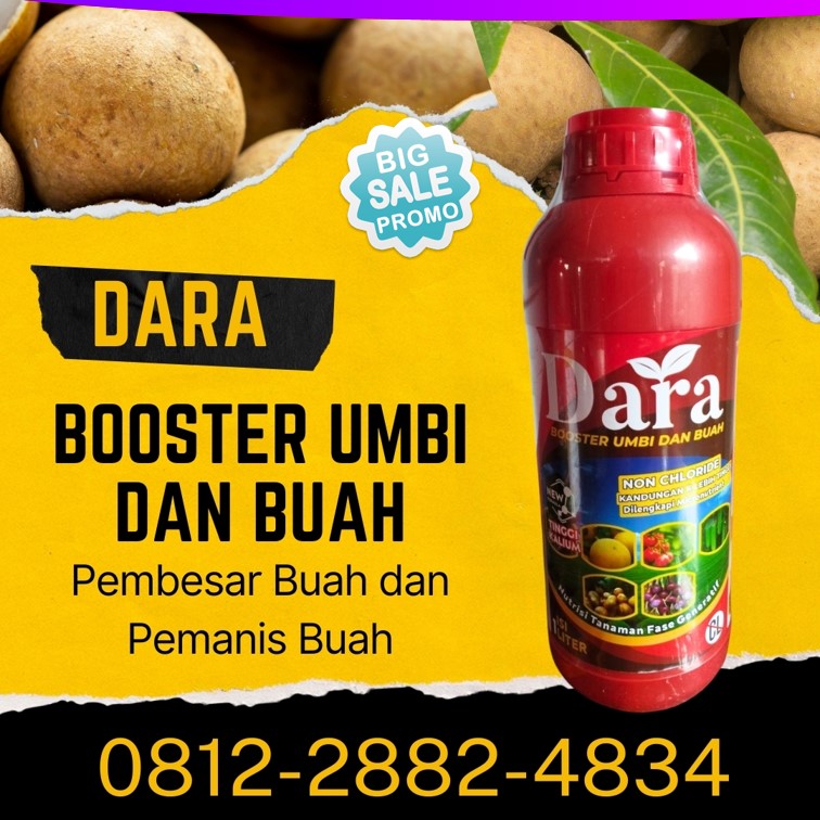 GROSIR Pupuk Booster Kelengkeng Blitar