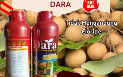 CALL 0812-2882-4834, HARGA Pupuk Pembesar Buah Kelengkeng Bojonegoro