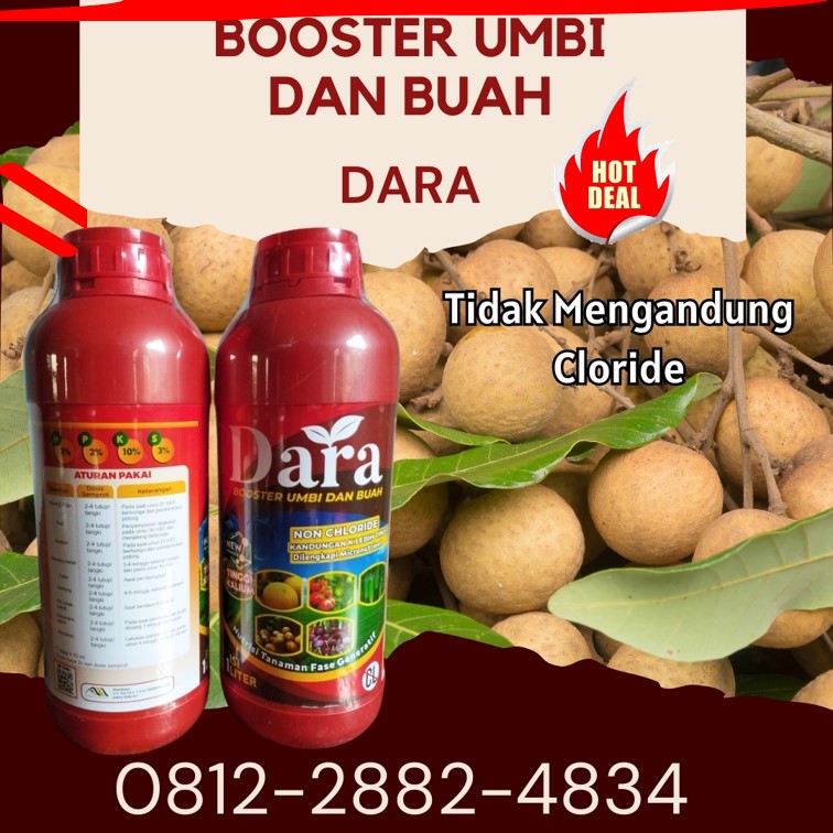 HARGA Pupuk Pembesar Buah Kelengkeng Bojonegoro