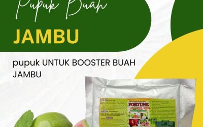 OH JADI INI! CALL 0812-2882-4834, JUAL Pupuk Buah Jambu Indragiri Hilir
