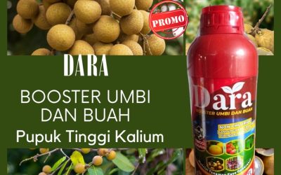 CALL 0812-2882-4834, PUSAT Pupuk Buah Kelengkeng Bangkalan