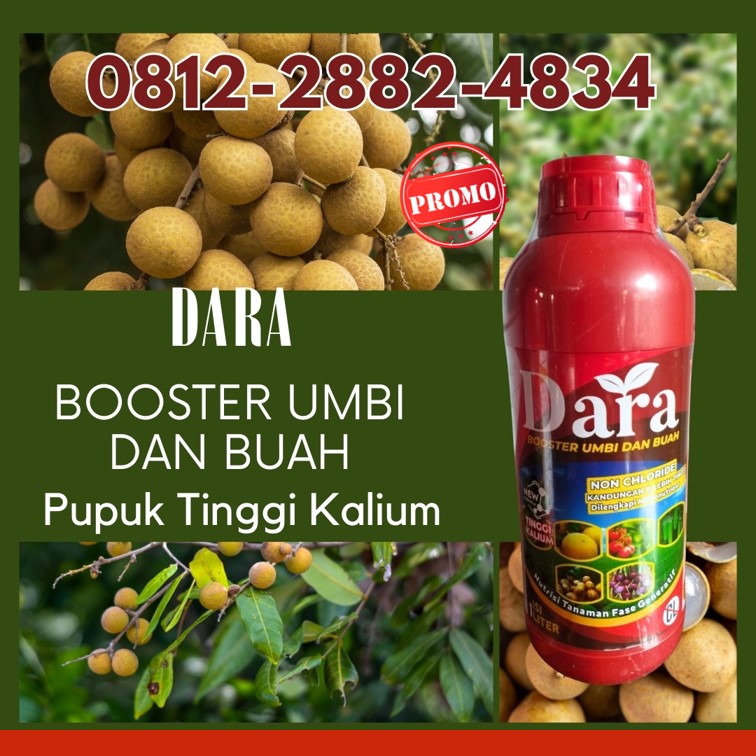 PUSAT Pupuk Buah Kelengkeng Bangkalan
